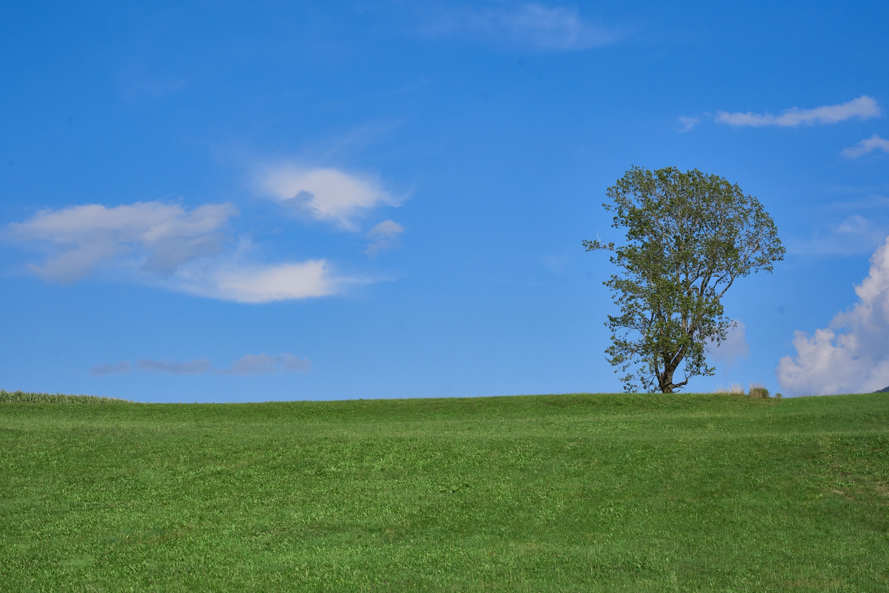 Un albero isolato sul prato verde, sotto il cielo azzurro